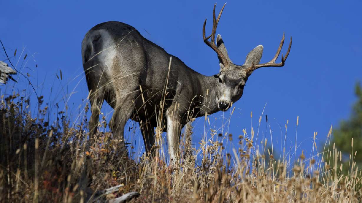 Grantsville police chief has hunting permit revoked