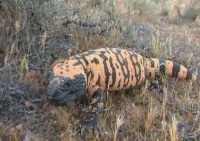 Group pushes for Gila Monster protection in Utah