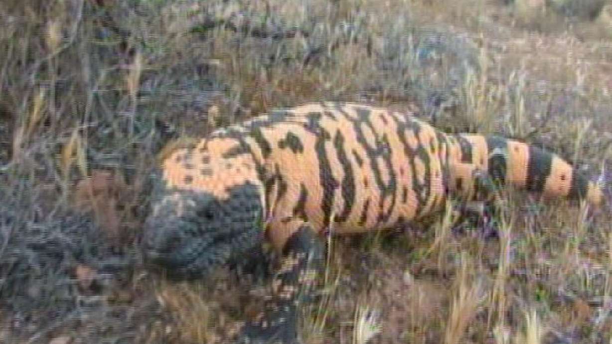 Group pushes for Gila Monster protection in Utah