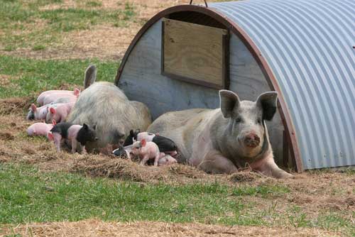 Fewer Than 350 Hogs Linked to Pet Food May Have Entered Food Supply