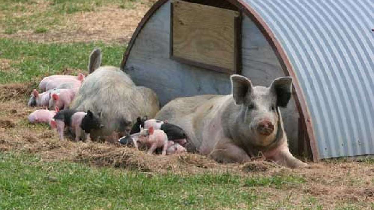 Fewer Than 350 Hogs Linked to Pet Food May Have Entered Food Supply