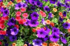 Planting Popular Petunias