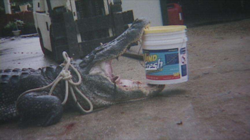 Brigham City Man Wants His Three Alligators Back
