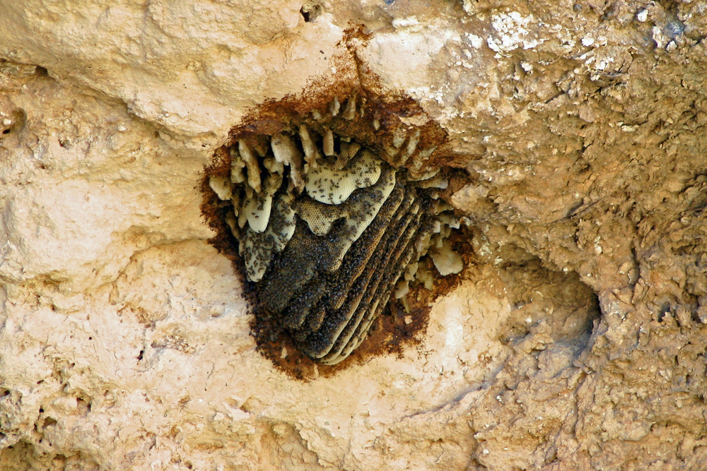 More Africanized bees found in southern Utah