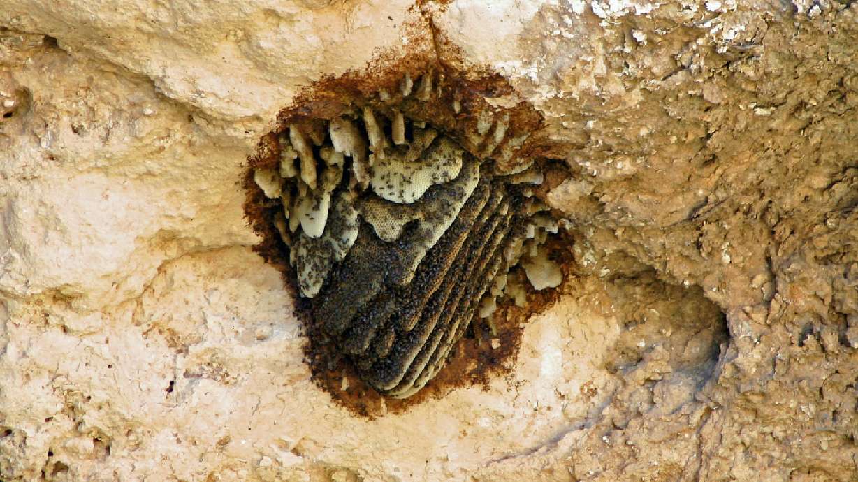 More Africanized bees found in southern Utah
