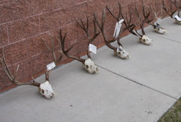 2 arrested in Panguitch poaching case