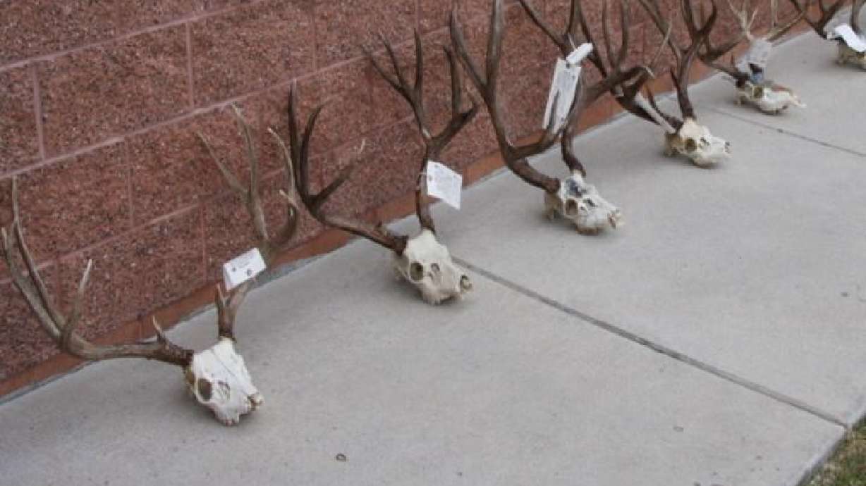 2 arrested in Panguitch poaching case