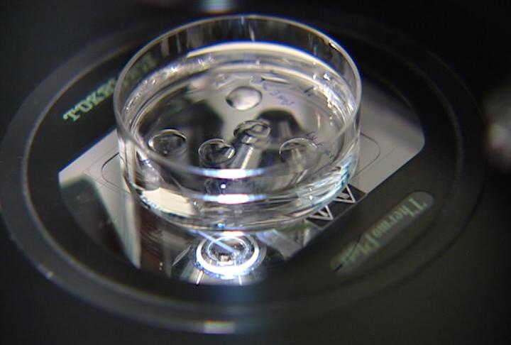 More women turning to freezing eggs for extended fertility