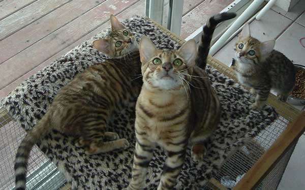 Utah Woman Breeds New Kind of Cat