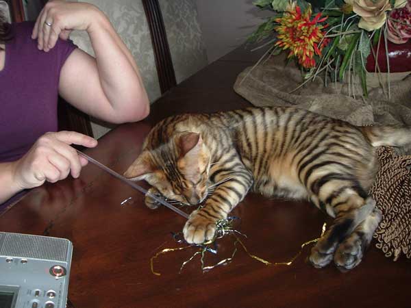 Utah Woman Breeds New Kind of Cat