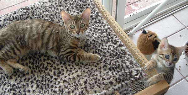 Utah Woman Breeds New Kind of Cat