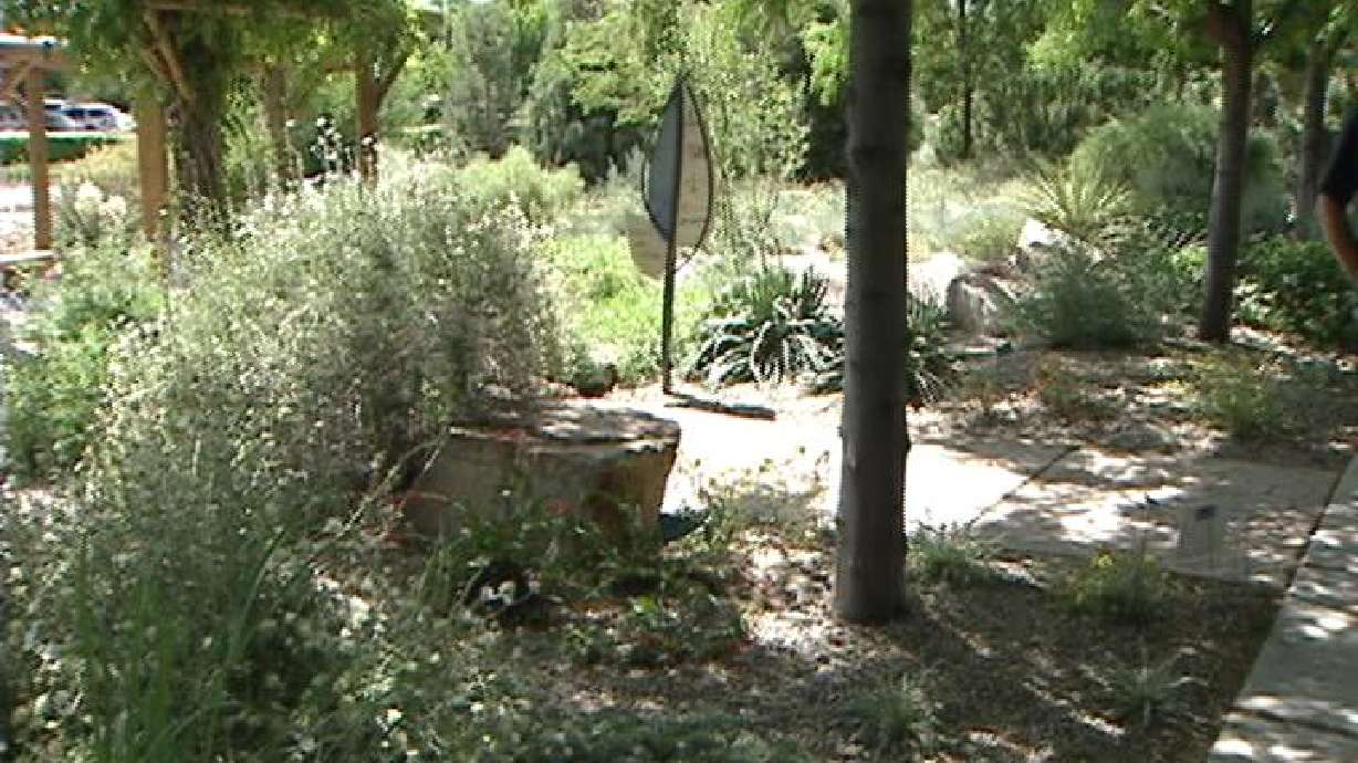 Utahns can save water and water-guzzling trees