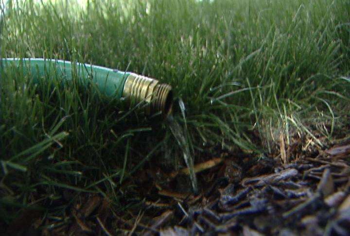 Experts suggest watering right around the tree itself: drip it, ooze it and make sure it soaks in deep.