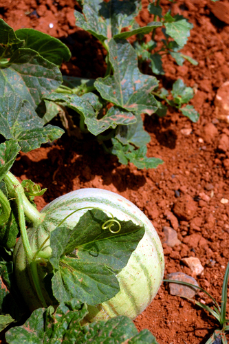 Summer fruit crop soured by storms