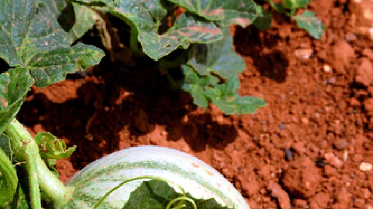 Urban residents show greater interest in farming