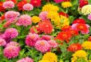 Waterwise Annuals 