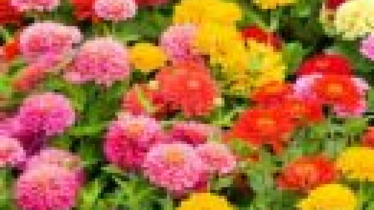 Waterwise Annuals