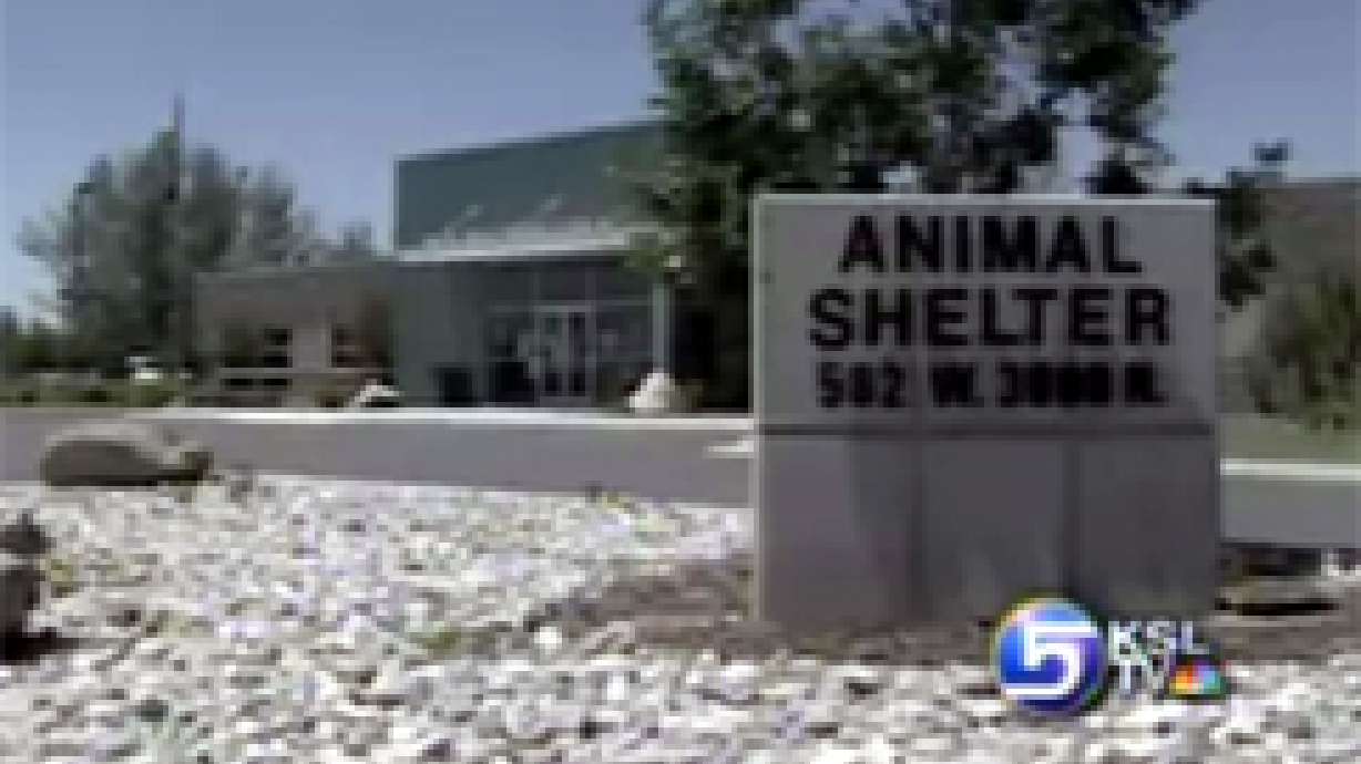 Pet Owners Talk About Accidental Euthanasia at Shelter