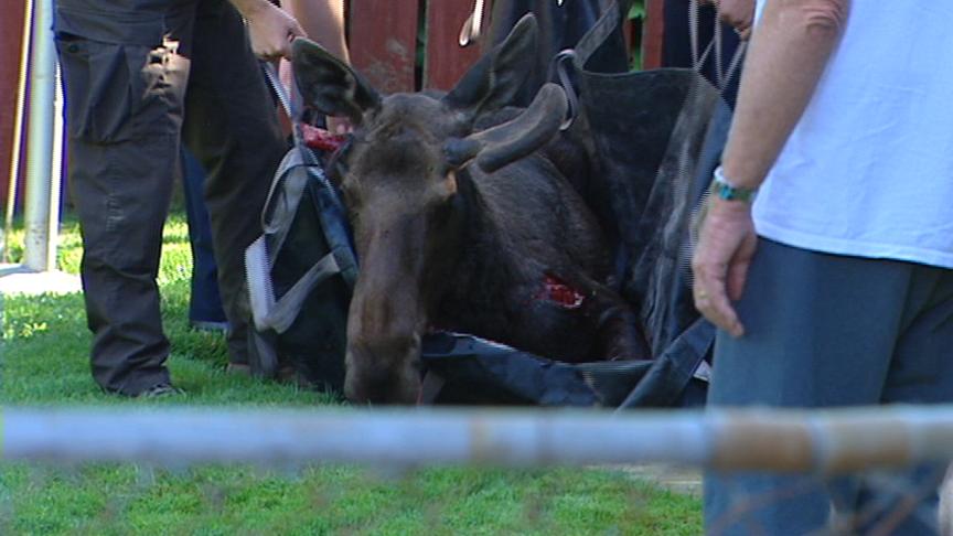 Car Hits Moose in Bountiful