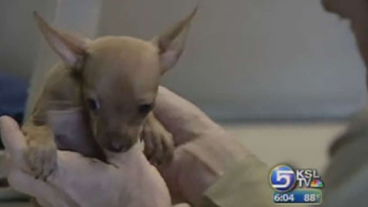 Animal Services Seeing More Dogs in Hot Cars