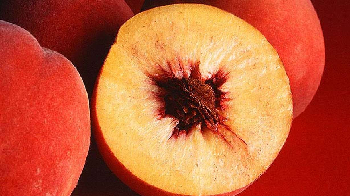 Instructions For Controlling Peach Borer