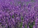 Lavender - The Love Herb