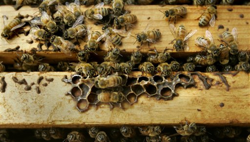 Thousands of Honeybees Mysteriously Disappearing