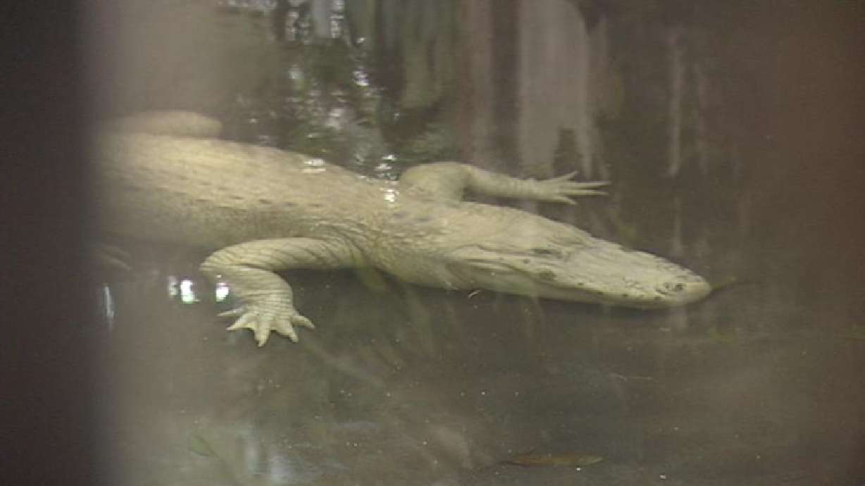 White Alligator on Display at Hogle Zoo on May 5
