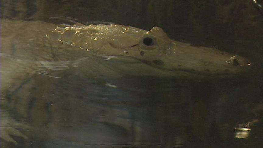 White Alligator on Display at Hogle Zoo on May 5