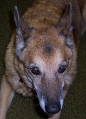 13-year-old German shepherd "Harrison"