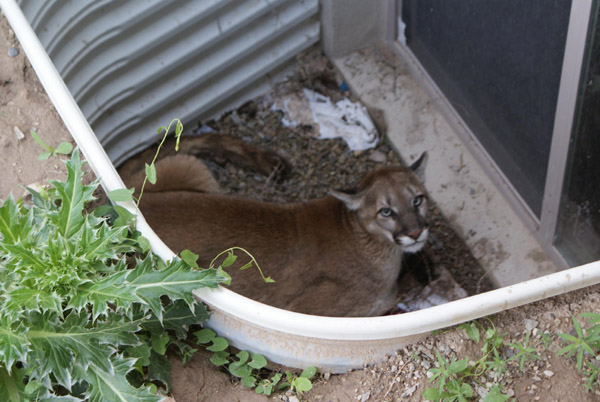 Mountain Lions Win First Home Game – The Mountain Lion Messenger