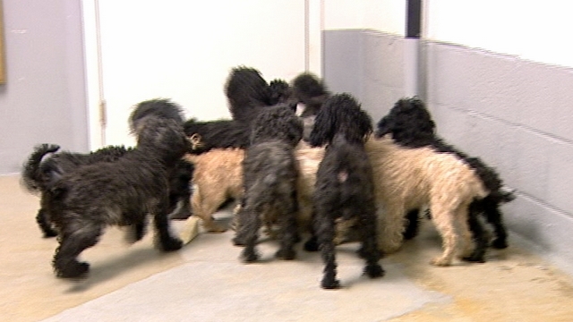 Humane Society of Utah takes in 30 poodles