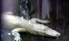 Rare White Alligator Comes to Hogle Zoo