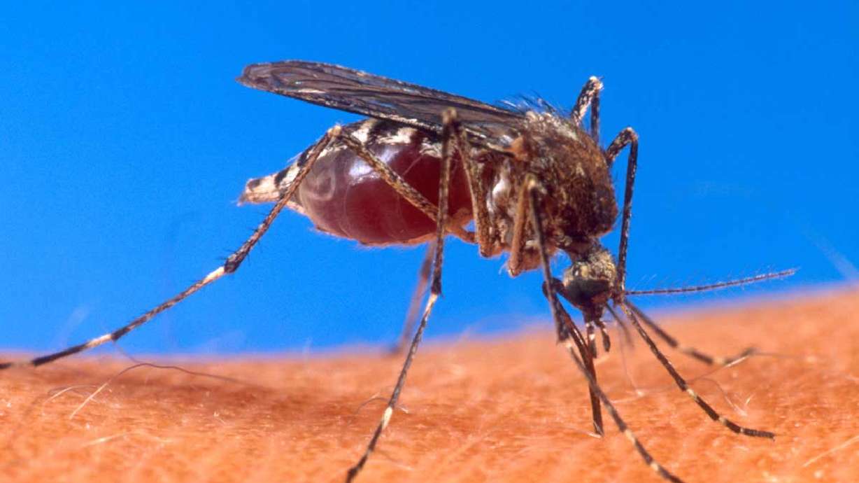 West Nile Virus detected in Uintah Basin; 1st report in Utah in 2020