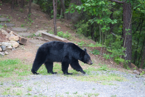 Ranger kills bear at Dinosaur National Monument