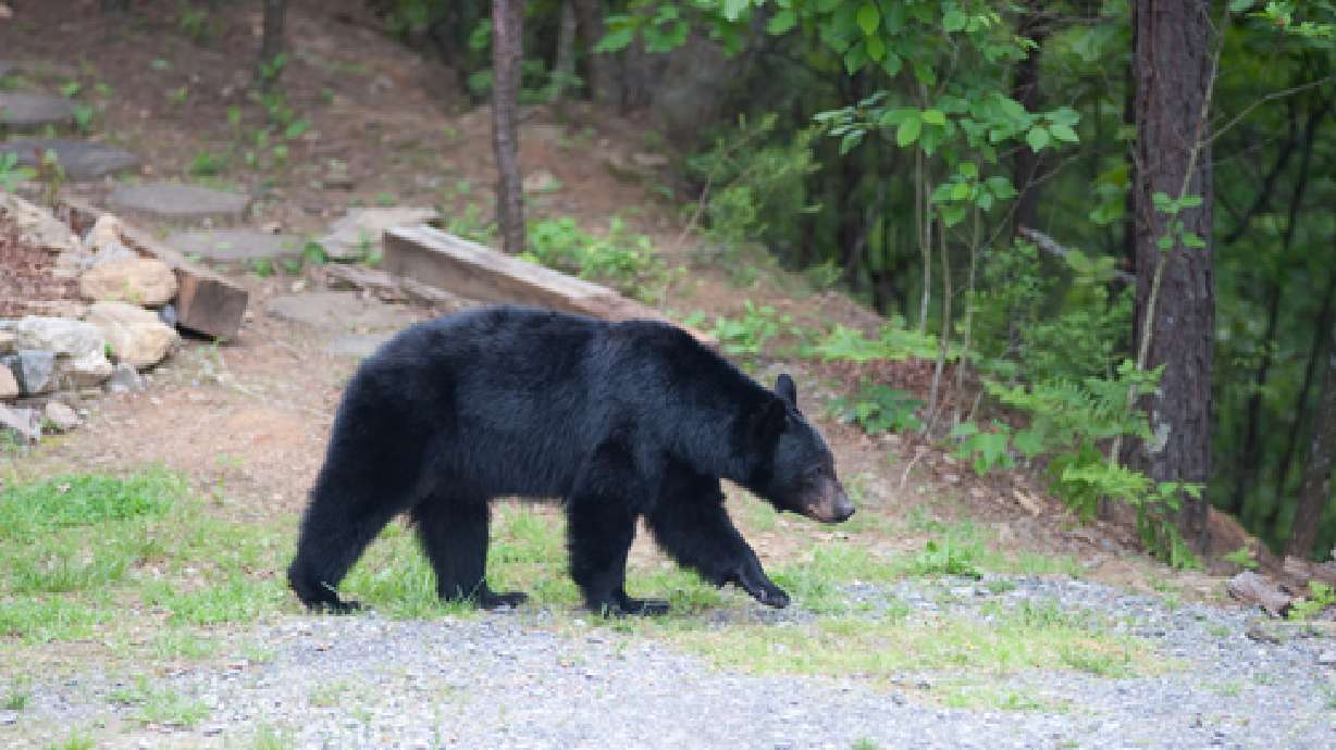 Bear activity closes Ashley National Forest road