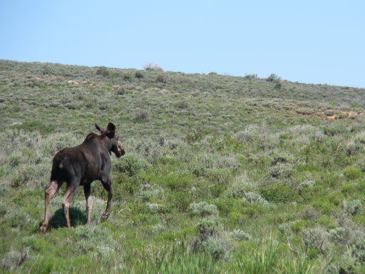 Moose on the loose in Ogden