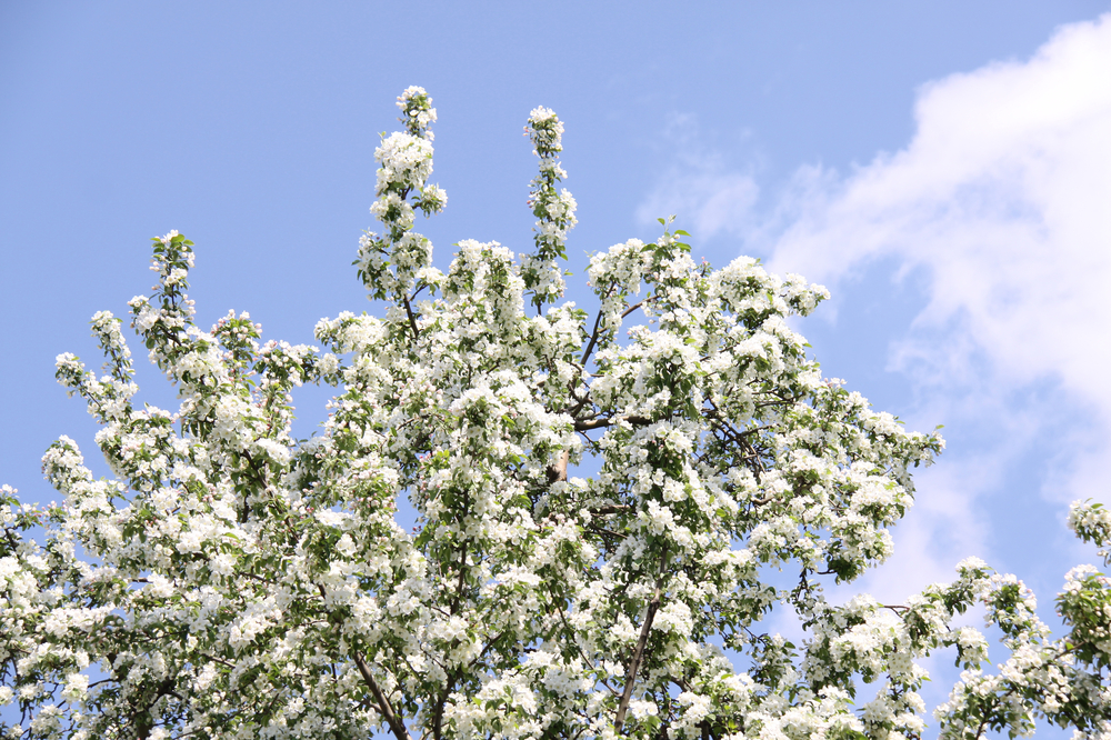 Southern Utah Indian tribe plants donated trees