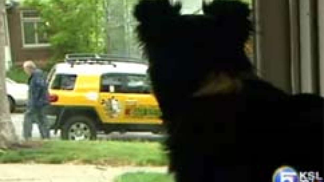 Bark Busters Helps Improve Dog's Behavior