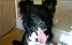 Bark Busters Helps Improve Dog's Behavior