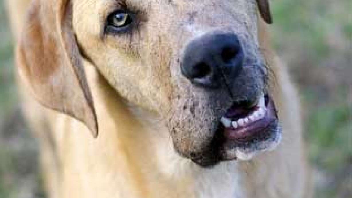 Humane society issues fireworks warning