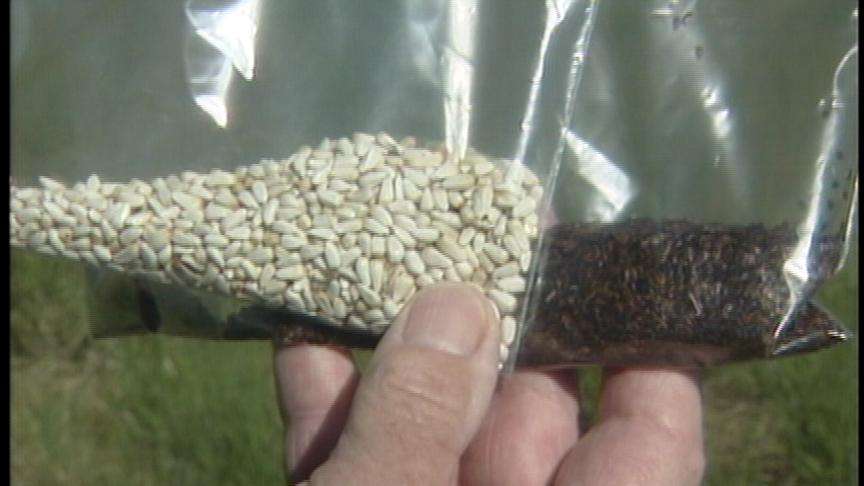 UDOT Starting to Engineer Homegrown Biodiesel Fuel