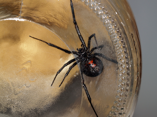 Black widow reportedly found in store-bought grapes