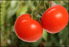 Rainy June could cause problems in Utah gardens