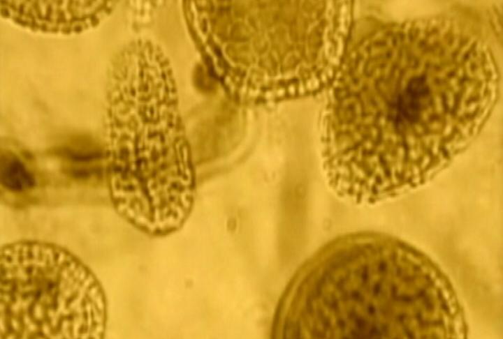 Utah officials report 14 swine flu-related deaths