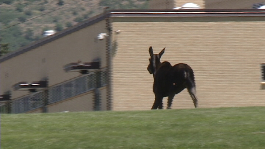 Moose on the loose in Salt Lake City neighborhood