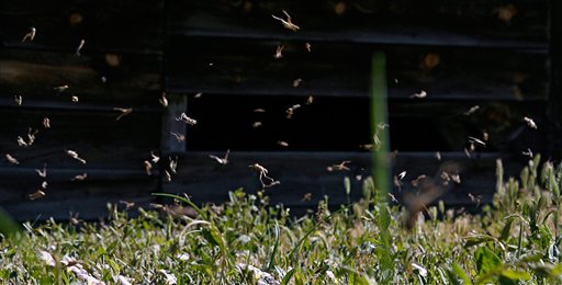 Hordes of hungry grasshoppers invade Utah