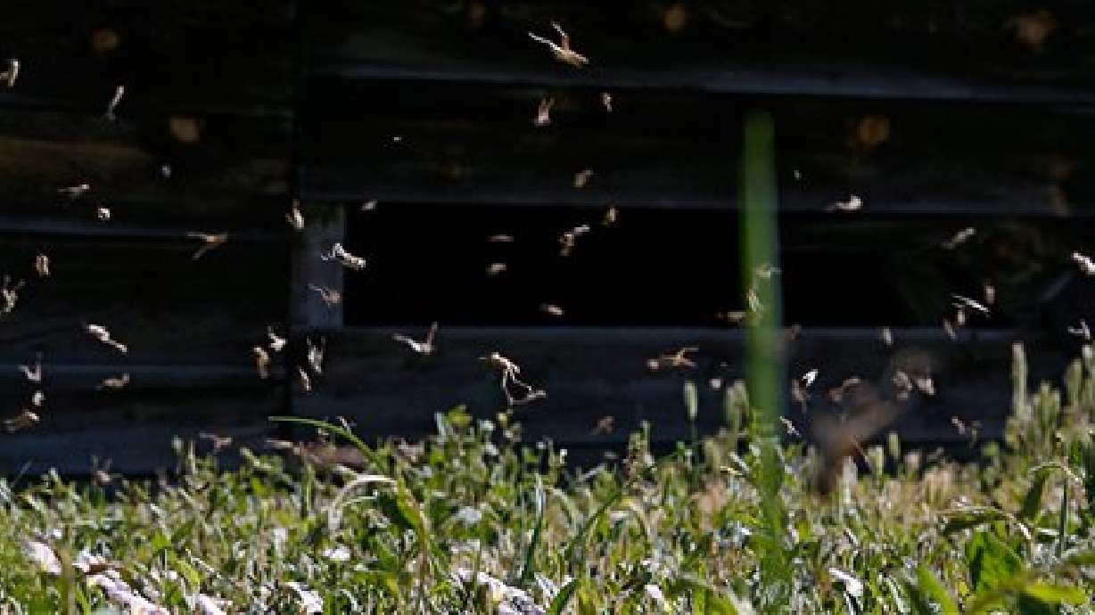 Hordes of hungry grasshoppers invade Utah