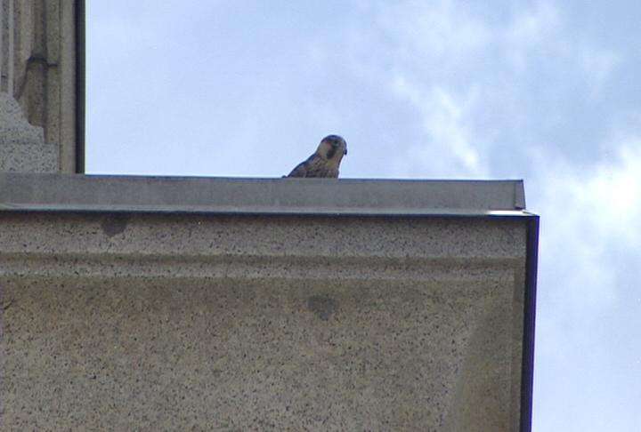 Temple Square falcons learning to fly