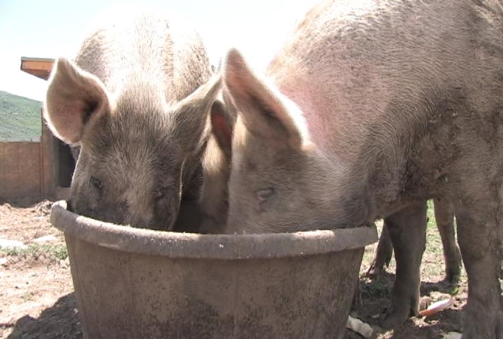 Restaurant owner finds new way to recycle food waste